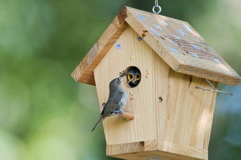 Hauszaunkönig füttert Babys im Vogelhaus mit Insekten