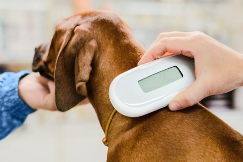 Vet Checking Chip Implantat auf Hündchen, Gerät in der Nähe