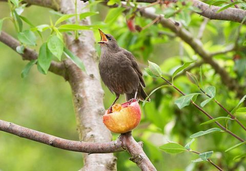 Vogelgesang