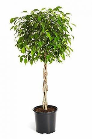 Benjamina-Ficus-Baum