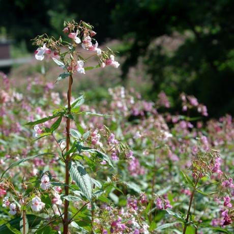 Himalaya-Balsam