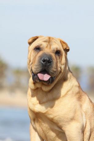 chinesisches Shar-Pei