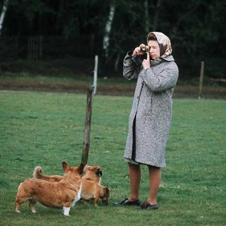 windsor, großbritannien königin elizabeth ii fotografiert ihre corgis im windsor park 1960 in windsor, england foto von anwar husseingetty images