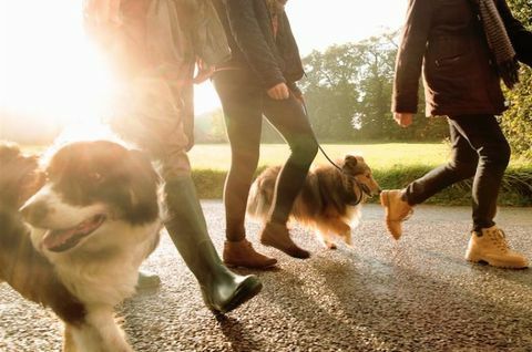 Hunde gehen Freunde