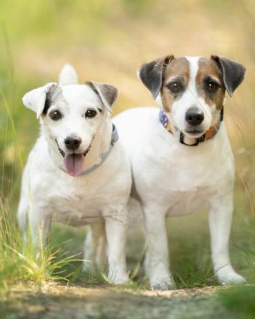 Zwei Jack-Russell-Terrier stehen auf einem ausgetretenen Pfad im Gras im Freien