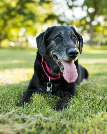 Ein älterer Labrador-Retriever-Hund legt sich im Gras in einem Park im Freien hin