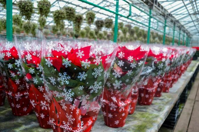 Weihnachtsverkauf von leuchtend roten Weihnachtssternblüten in festlicher Verpackung mit Schneeflocken. Eine große Anzahl von Blumen in Töpfen befinden sich im Gewächshaus, Feiertagsvorbereitungen, Geschenke und Dekorationen