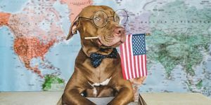 liebenswerter, hübscher Hund und amerikanische Flagge in Nahaufnahme, drinnen