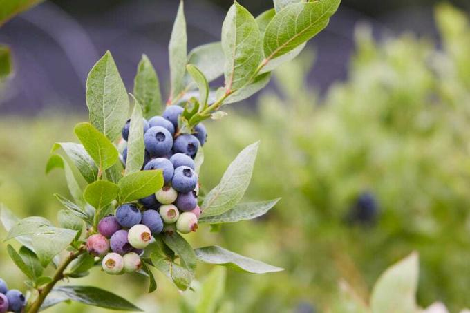 Nahaufnahme einer Blaubeerpflanze