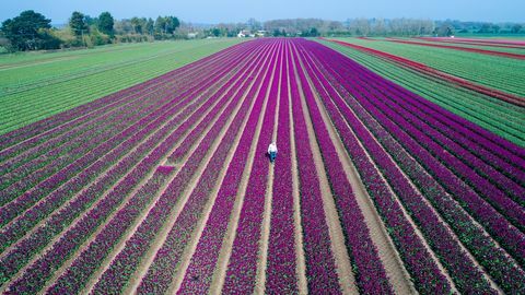 Tulpen in voller Blüte in Großbritanniens letztem verbliebenen Glühbirnenfeld