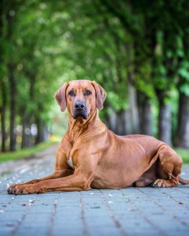 Rhodesian Ridgeback-Hund