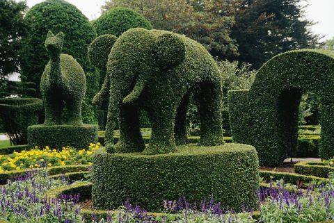 Topiary Elefanten