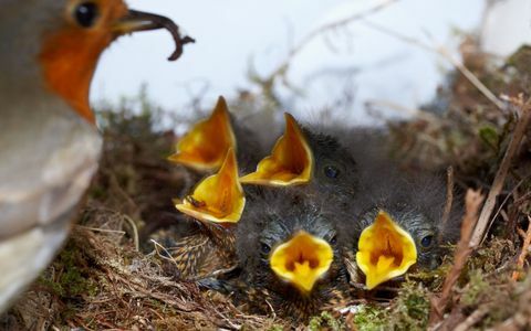 Robin füttert fünf Küken im Nest