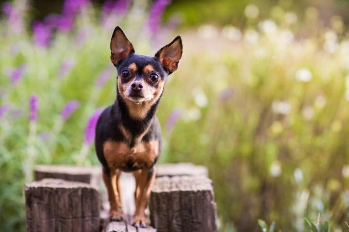 Kleiner Hund steht auf einem Holzzaun