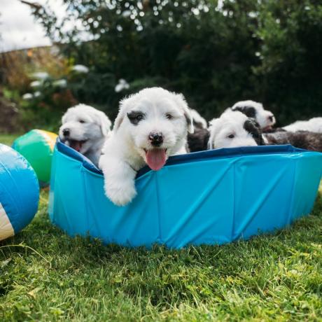 Dulux Dog heißt Welpen willkommen