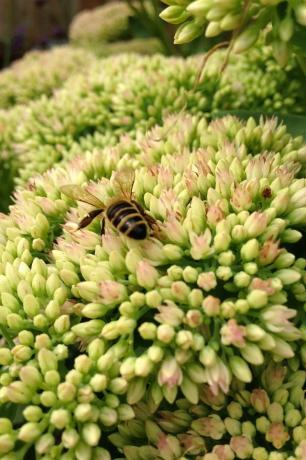 Sedum ist eine Mauerpfefferblume, die als Herbstfreude bekannt ist und im Vereinigten Königreich zwischen August und November blüht und manchmal auch blüht bekannt als herbstfreude zeichnet sie sich durch kleine rosa blüten aus, die sich im spätherbst rötlich-violett verfärben und attraktiv sind Bienen