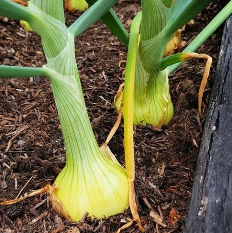 was tun im garten im juli