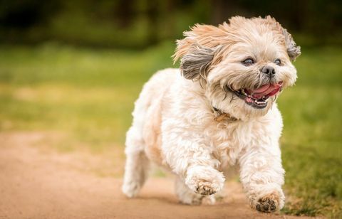 Nahaufnahmeporträt von Shih Tzu Running