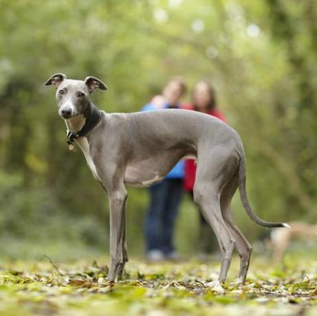 Porträt von Whippet und seinen Besitzern im Wald