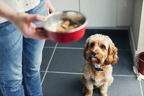 Frau, die ihren Hund füttert