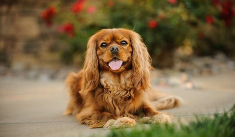 Porträt des Kavalierkönigs Charles Spaniel, der Zunge herausstreckt