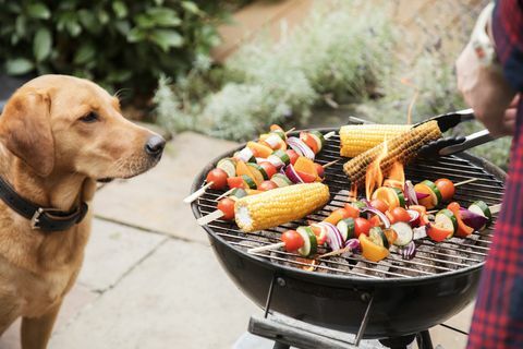 Labrador-Hund sieht interessiert am Essen auf dem Grill aus