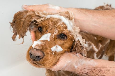 Cockerspaniel-Hund duscht mit Shampoo und Wasser