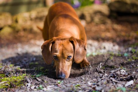 Hund schnüffelt Schmutz