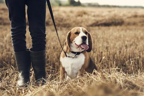 Teenager-Junge und sein Hund, die auf dem Feld spazieren gehen