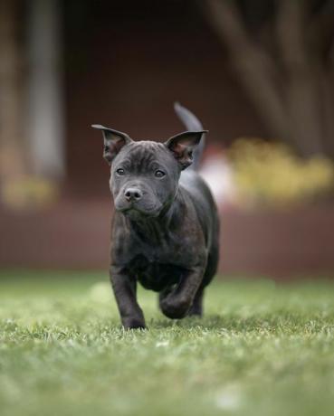 Staffordshire-Bullterrier