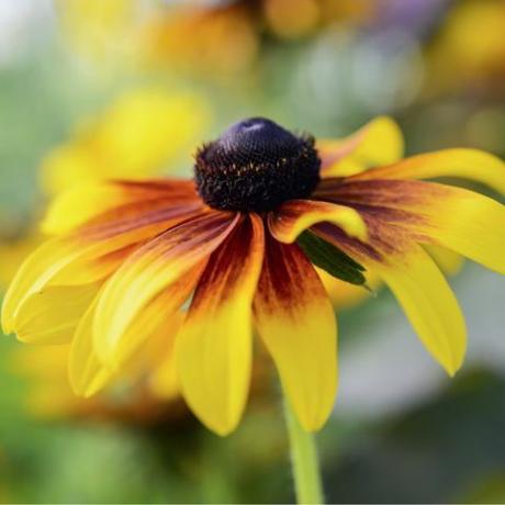 Bringen Sie Farbe in den Garten