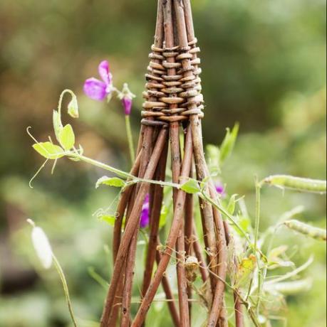 Blumen der süßen Erbse