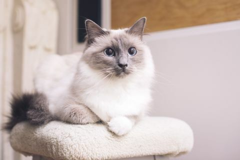 Ragdoll Katze liegend, Porträt