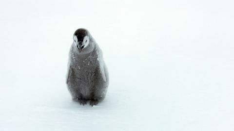 Dynastien-Pinguinkükenfoto