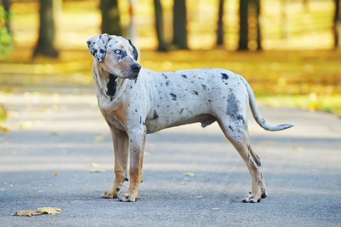 Junger Leopardhund Louisianas Catahoula, der auf Asphalt am Herbst bleibt