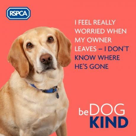 RSPCA Dog Kind Kampagne