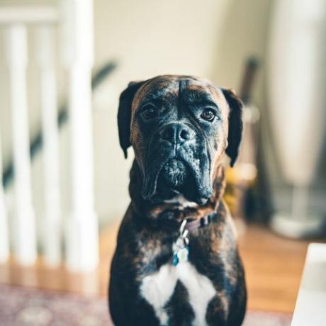 Porträt eines jungen Boxerhundes, der auf dem Zimmerboden sitzt