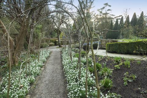 York Gate-Garten Yorkshire-Torbogenschneeglöckchen