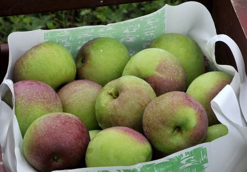 Sat. Sept. 14, 2013. Eine volle Tüte Cortland-Äpfel, die während des Shaker Hi auf Giles Family Farm gepflückt wurden