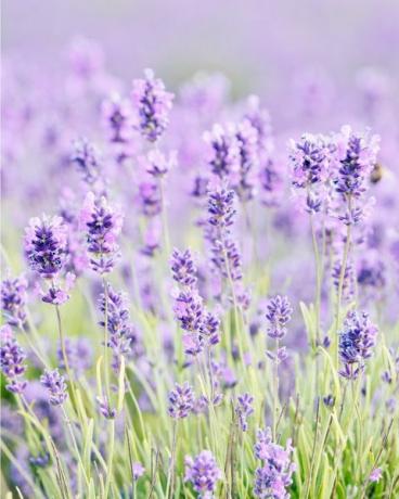 Blüten von Cotswolds-Lavendel bei Snowshill