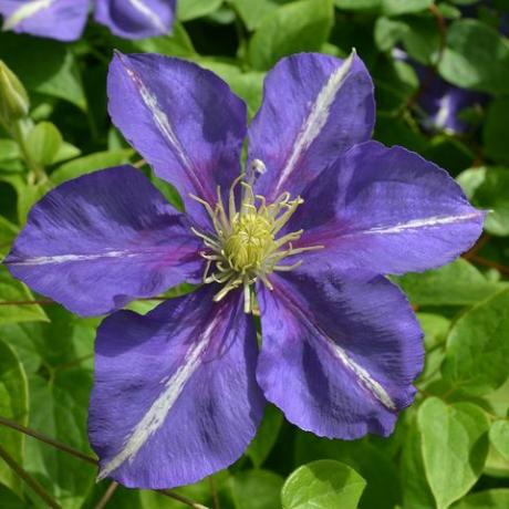 Clematis 'Prinz Louis' - RHS