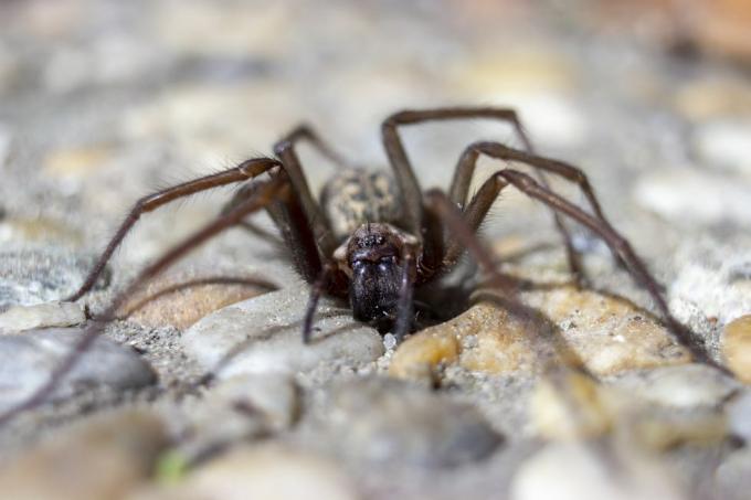 Britische Spinnen – Schrankspinne