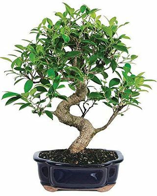 Bonsai-Ficus-Baum