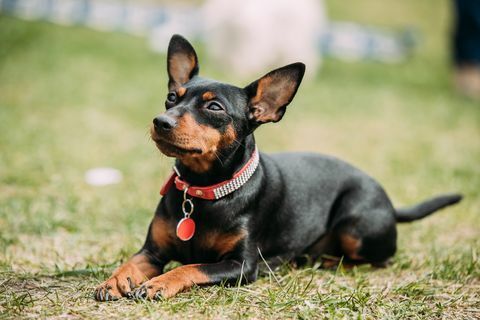 schwarzer zwergpinscher zwergpinscher, min pin sitzend auf grünem gras