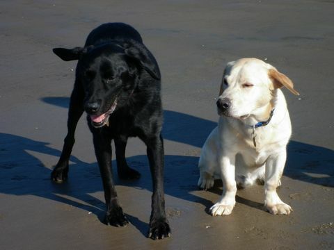 Stumpy der Labrador