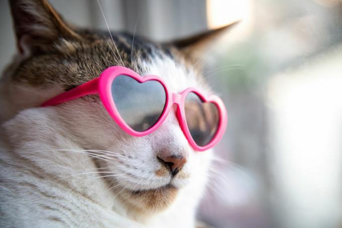 Katze mit herzförmiger Sonnenbrille