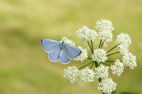 Holly Blue_Iain H Leach, Schmetterlingsschutz