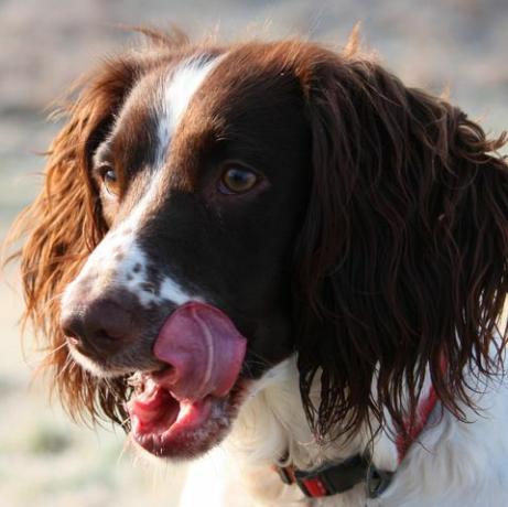 arbeitender englischer springer spaniel, der ihr gesicht mit ihrer zunge leckt