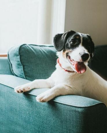 süßer junger schwarz-weißer Hund sitzt auf einem bequemen blauen Sofa vor einem Fenster, über dem er seine Pfoten hängt die Armlehne des Stuhls und schaut von der Kamera weg, seine Zunge hängt heraus und er sieht glücklich und glücklich aus Inhalt