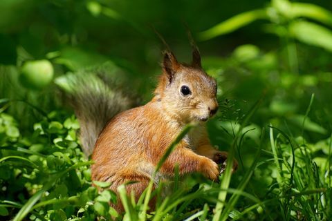 nahaufnahme des eurasischen roten eichhörnchens sciurus vulgaris